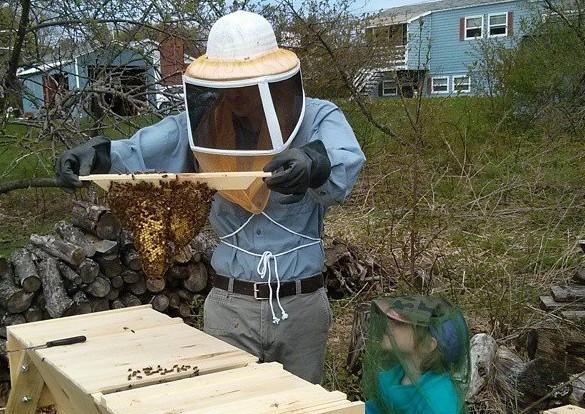 Rise in urban beekeeping may be crowding out native bee species