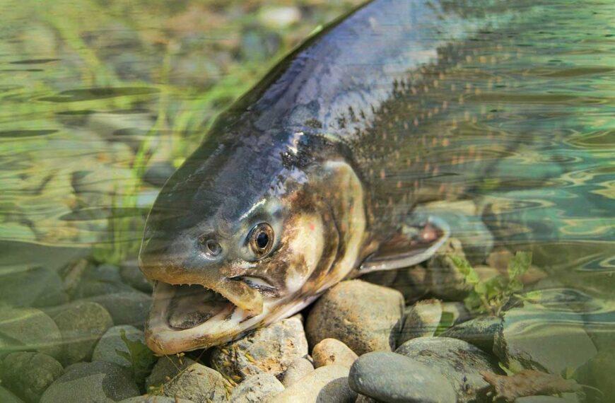 swimming salmon fish