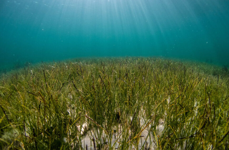 Seagrass