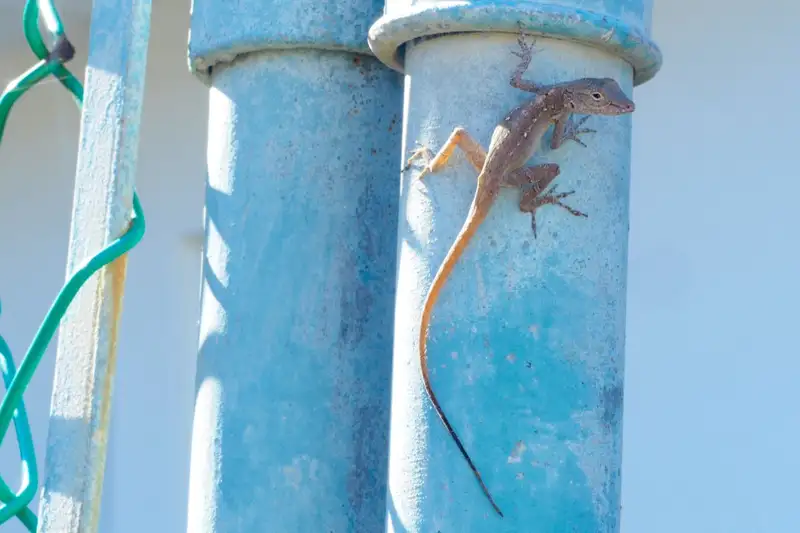 Urban lizards have gene mutations that help them adapt to city life
