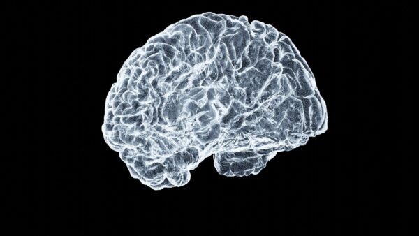 Study finds no evidence of mystery brain disease in New Brunswick