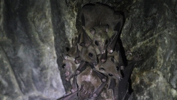 New viruses identified in bats in China
