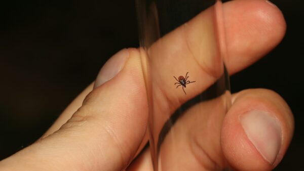 How to protect yourself from ticks this summer