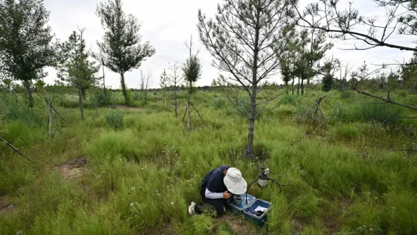 66 billion trees have been planted in China’s Great Green Wall — and they appear to be growing faster than natural forests