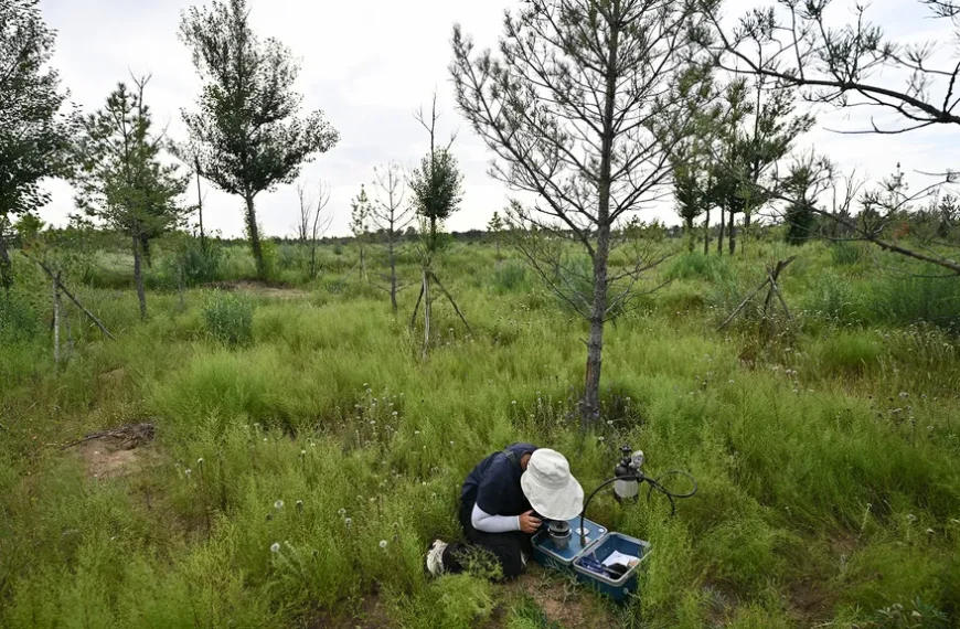 66 billion trees have been planted in China’s Great Green Wall — and they appear to be growing faster than natural forests