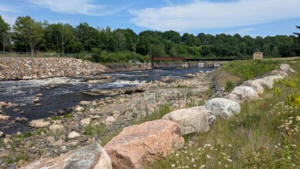 Seals in St. Stephen shows river health recovery