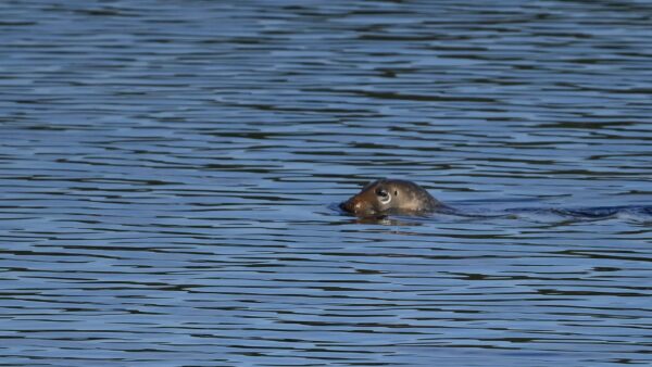 Seals in St. Stephen shows river health recovery
