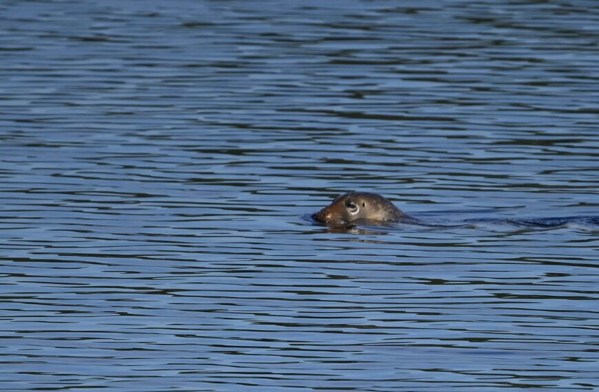 Seals in St. Stephen shows river health recovery
