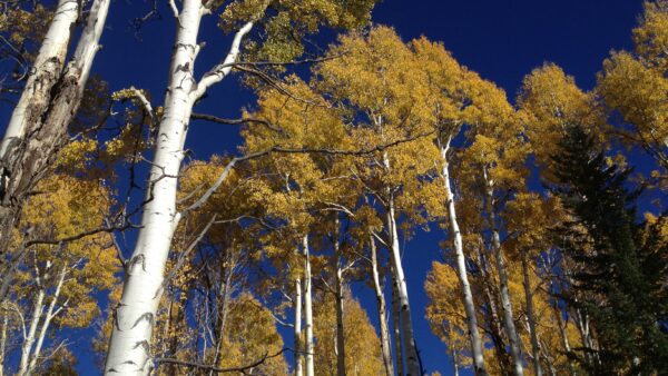 Aspen trees provide a natural buffer against wildfires, even as fire season intensifies, study shows