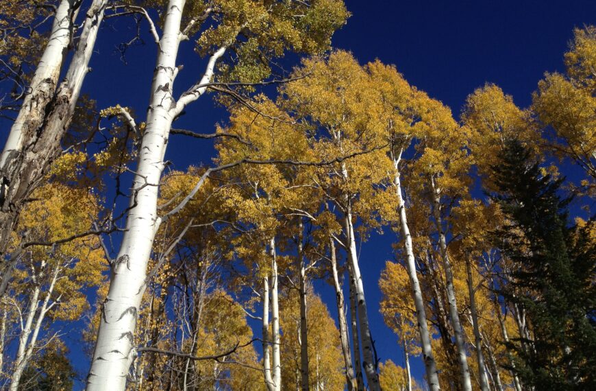 Aspen trees provide a natural buffer against wildfires, even as fire season intensifies, study shows